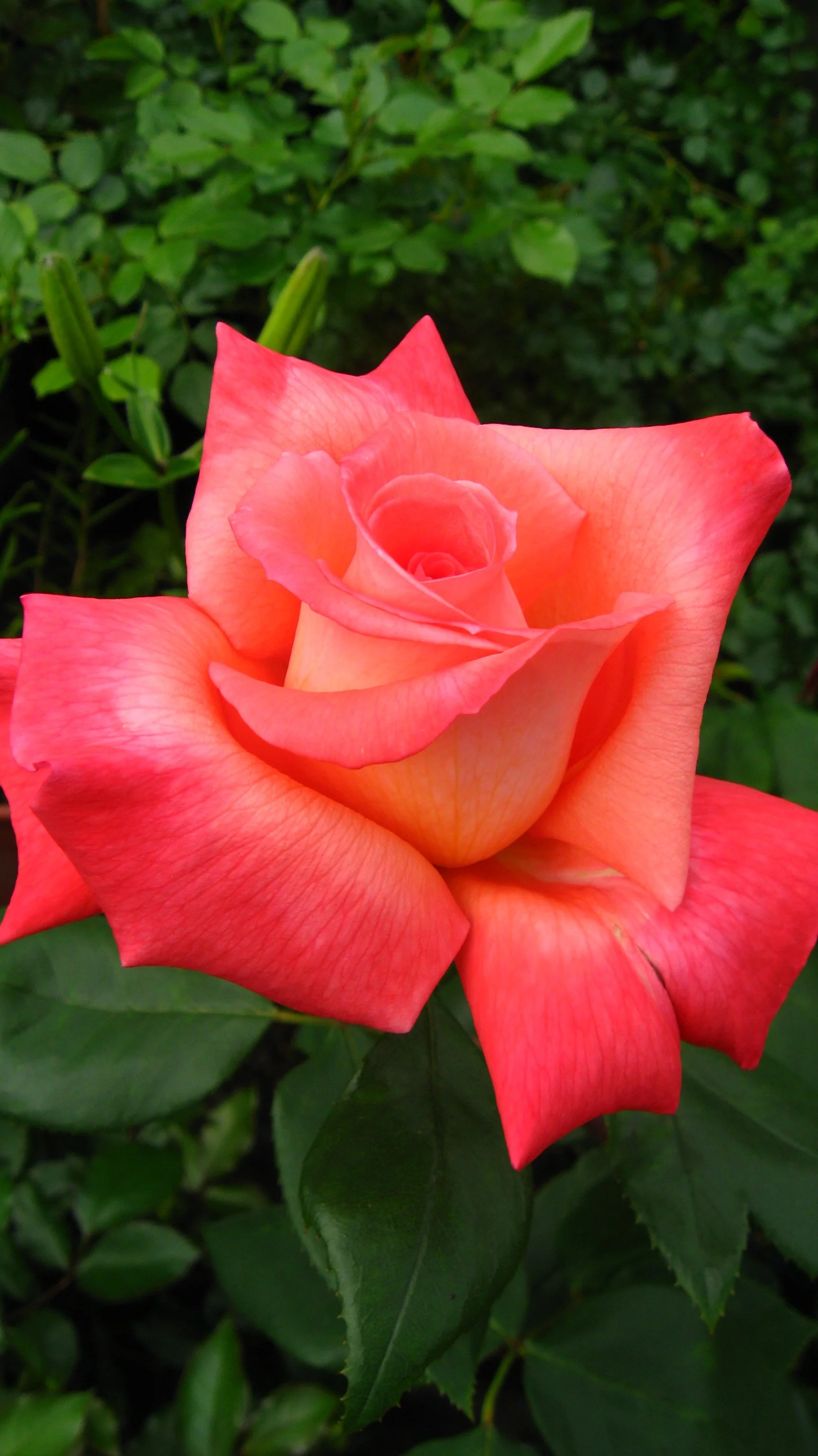 New Zealand — Select Roses